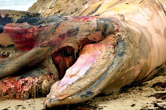 GPI_0471- Bule Whale Removel -West Australia