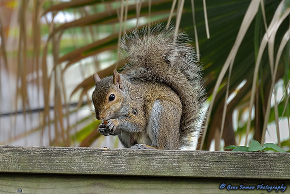 Nikon D800, Test Shots: 28-300mm, Available Light, 100% Crop