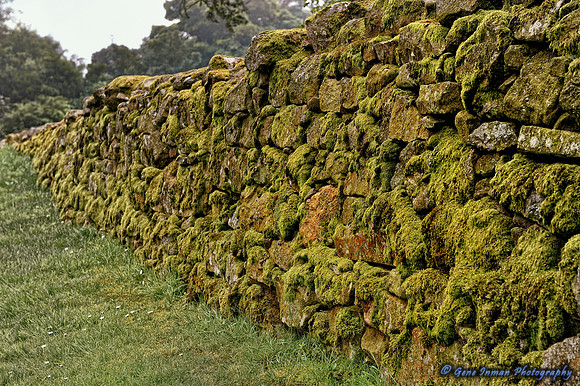 Moss Wall - GPI_7482.NEF