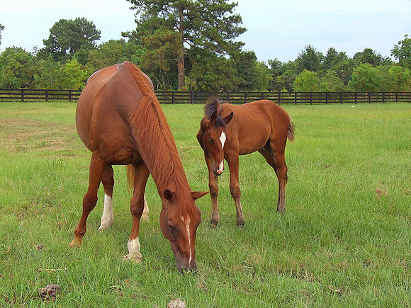 Top Line Sporthorses