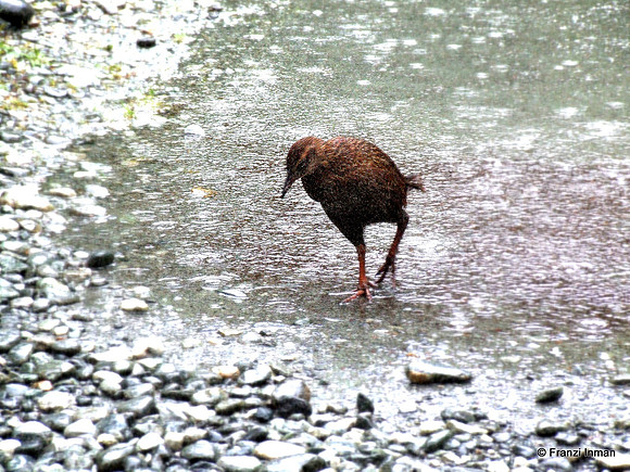 NZ-Milford Sound 2010-42