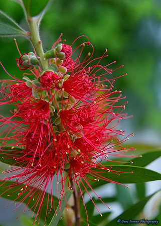 (PS)First Shot -800_0807_1.jpg - Nikon D800