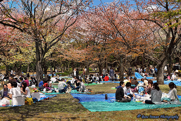 GPI_8975_2238 Tokyo.tif -Cherry Blossom Trees, Tokyo Japan