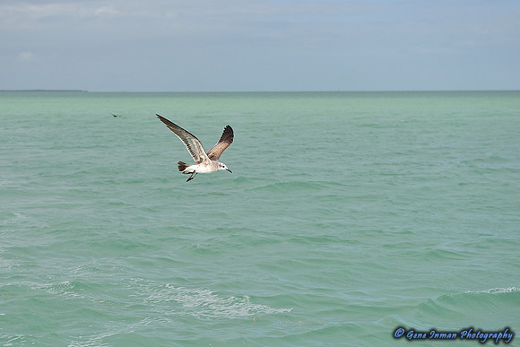12/25/2013 - Florida Christmas 2013Fishing: Key West