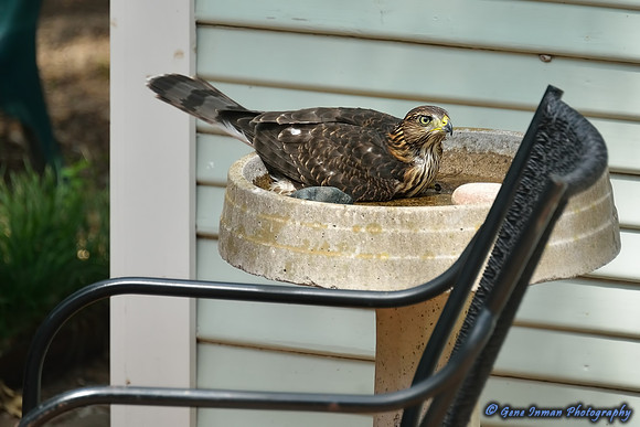8973 -  Nikon D800 Test:  Hawk in Bird Bath