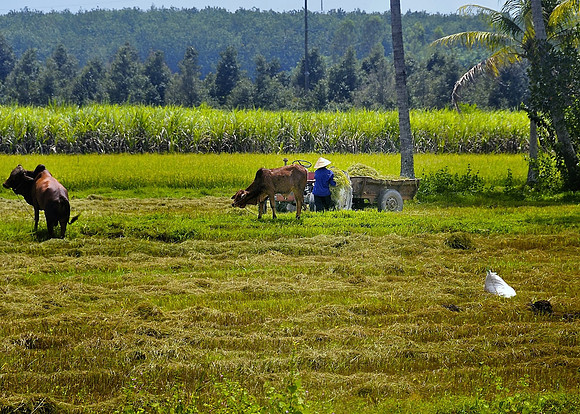 Rural Vietnam