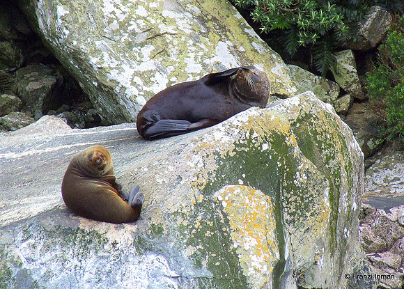 NZ-Milford Sound 2010-115