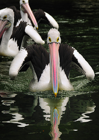 GPI_0858- Perth, Australia _015