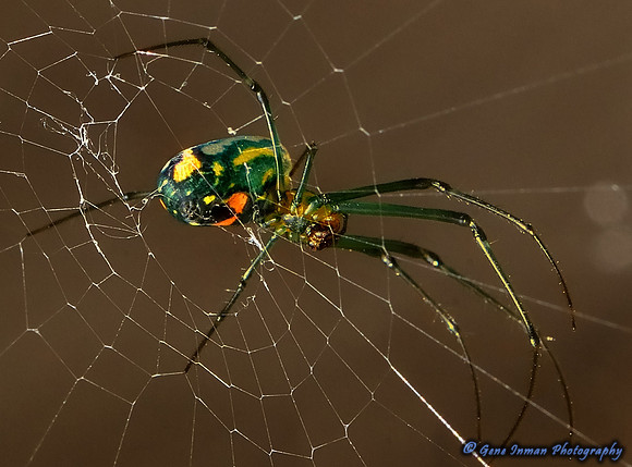 6/27/2014 -  Spider in Yard