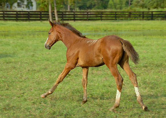 Top Line Sporthorses