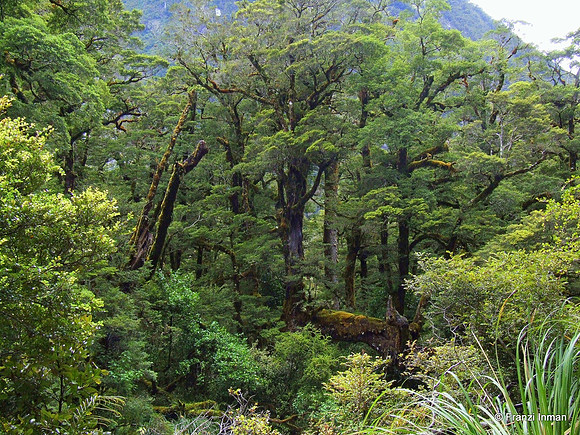 NZ-Milford Sound 2010-20