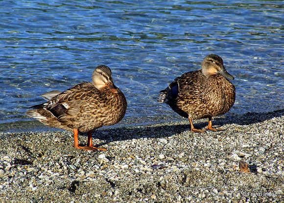 NZ-Milford Sound 2010-123