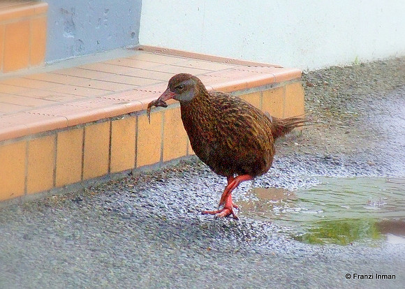 NZ-Milford Sound 2010-80