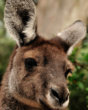 GPI_0818- Perth, Australia _009