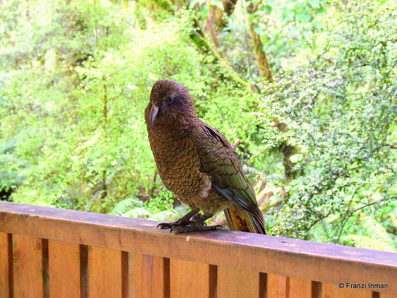 NZ-Milford Sound 2010-23