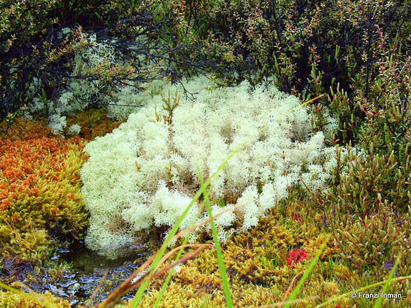 NZ-Milford Sound 2010-15