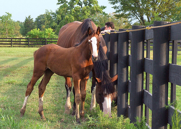 Top Line Sporthorses