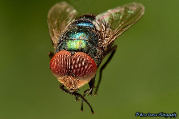 House Fly - Macro