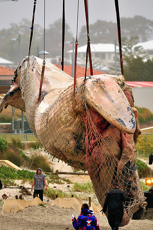 GPI_0534- Bule Whale Removel -West Australia