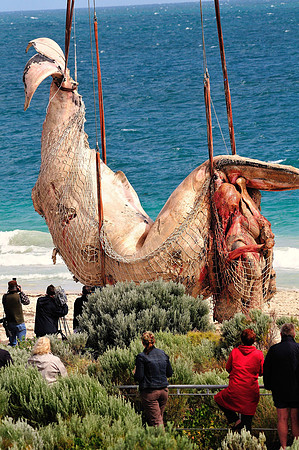 GPI_0579- Bule Whale Removel -West Australia