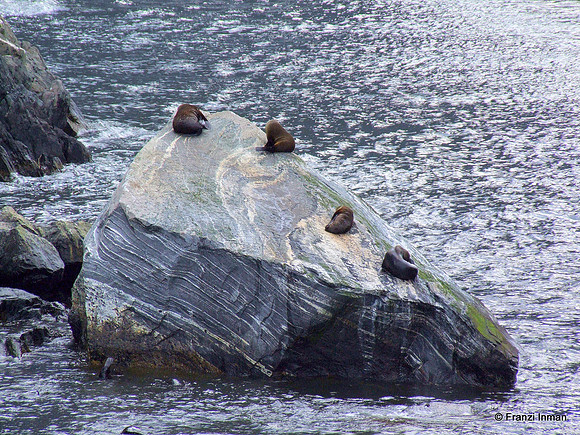 NZ-Milford Sound 2010-114