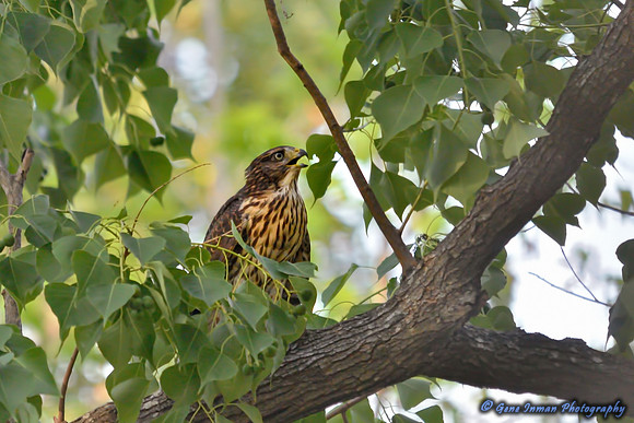 8981 -  Nikon D800 Test:  Hawk in Bird Bath